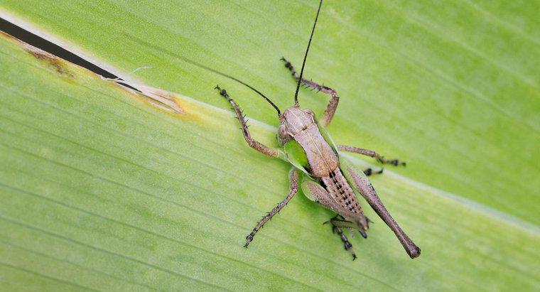 Jakiego rodzaju rośliny robią Grasshoppers?