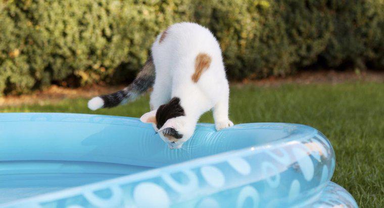 Czy House Cats Swim?