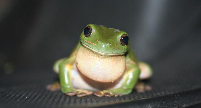 Jaki dźwięk robi żaba?