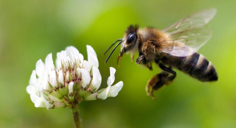 Dlaczego to ważne, że pszczoły miodne umierają?