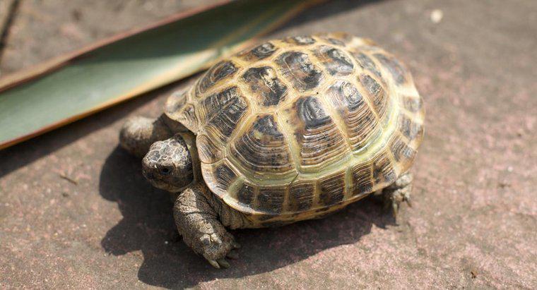 Gdzie żyją żółwie lądowe?