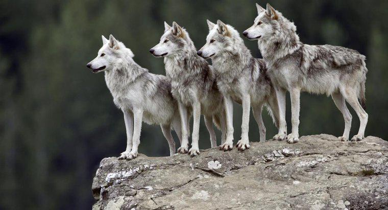 Jakie są interesujące informacje na temat szarych wilków?