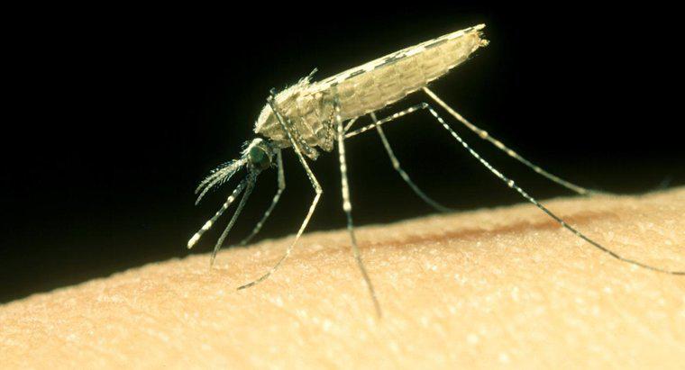 Jak leczyć ukąszenia komara?