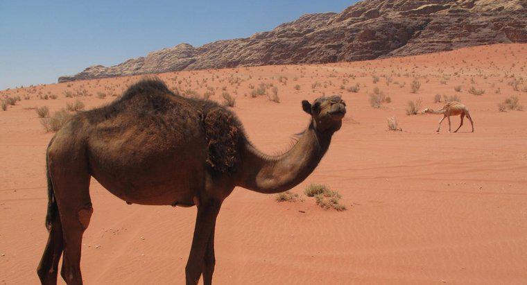 Jak żyją wielbłądy na pustyni?