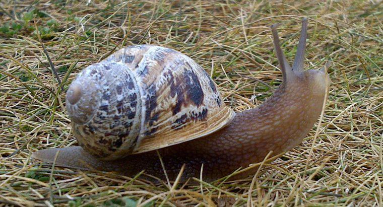 Jaka jest różnica między Vs Snail? ślimak?