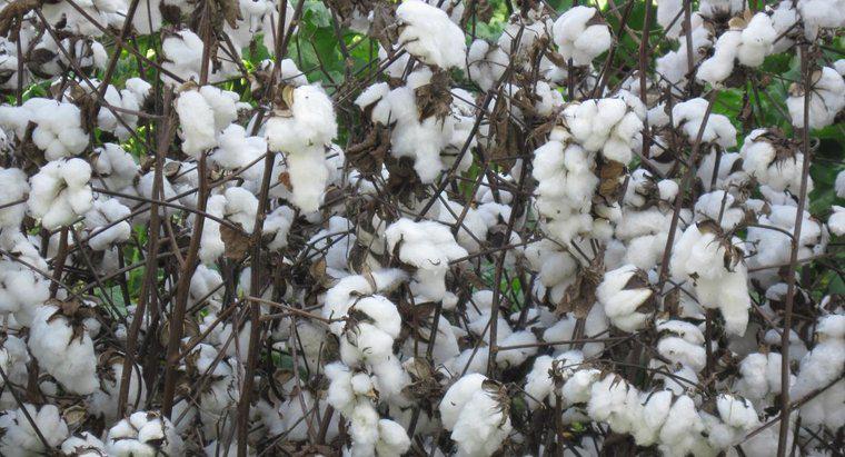 Jak bawełna jest wprowadzana do tkanin?
