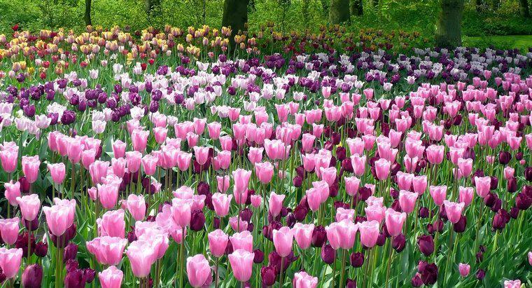 Jak często robisz tulipany wodne?