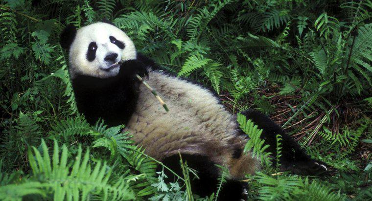 Dlaczego pandy zjadają bambus?
