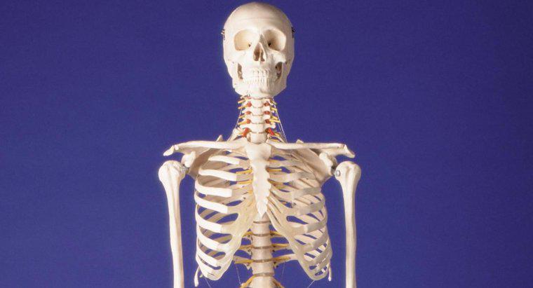 Gdzie można znaleźć olbrzymi ludzki szkielet?