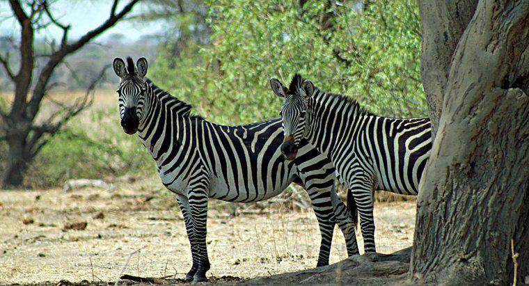 Jak długo żyją zebry?