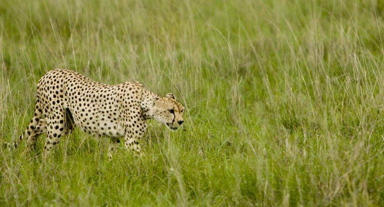 Jak przetrwać gepardy w środowisku naturalnym?