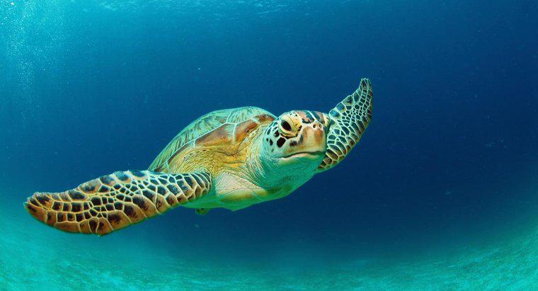 Jak długo żyją żółwie?