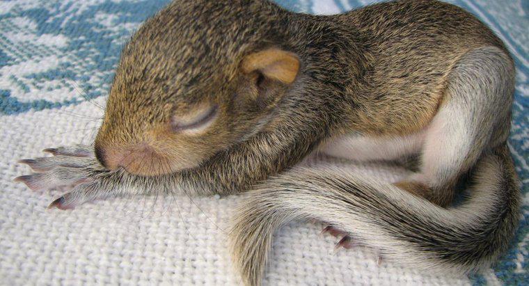 Czy wiewiórki śpią w nocy?