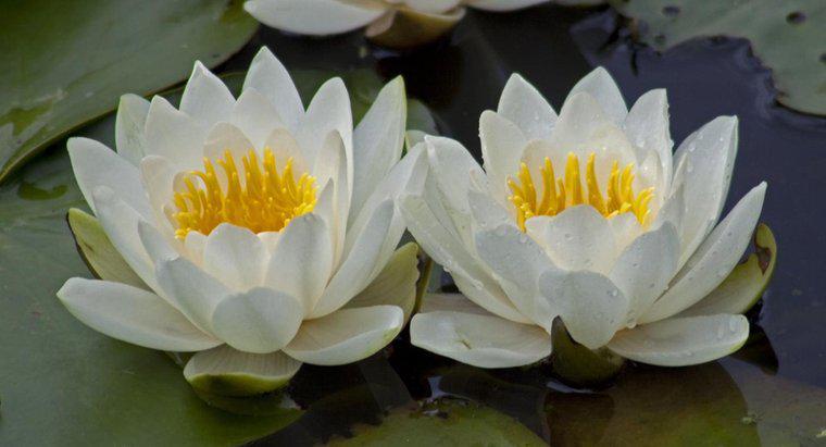 Czym jest cykl życia lilii wodnej?
