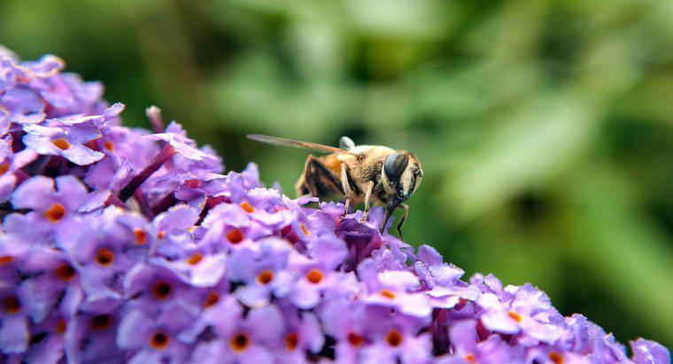 Czy pszczoły oddają mocz?
