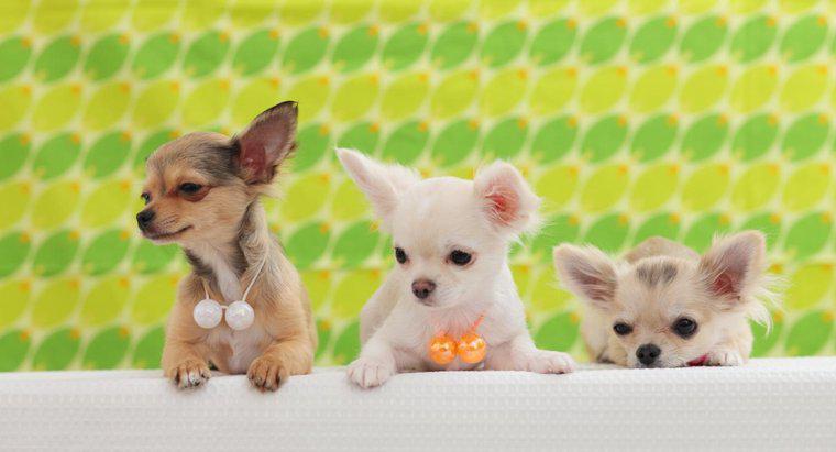 Kiedy szczenięta Chihuahua otwierają oczy?