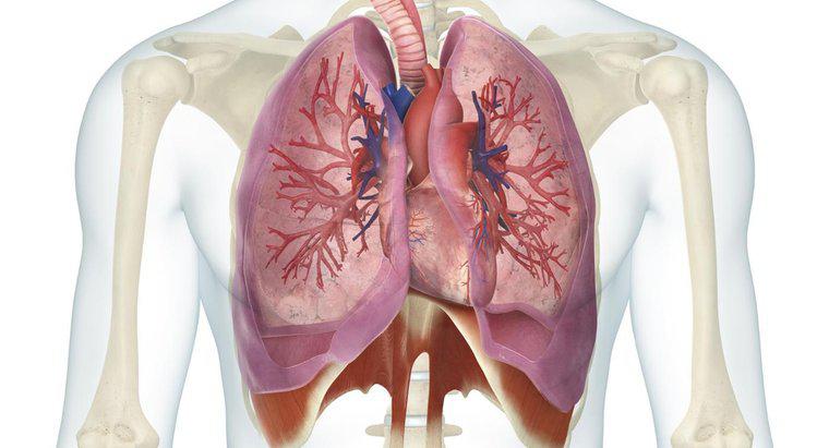 Jaki jest związek między sercem a płucami?