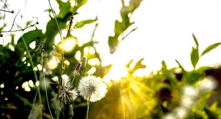 Dlaczego światło słoneczne jest potrzebne do fotosyntezy?