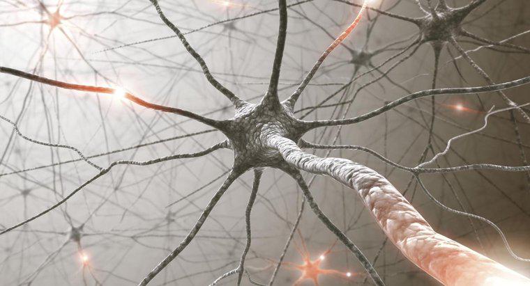 Ile nerwów mamy w naszych ciałach?