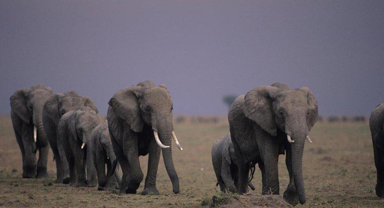Czy Elephants Migrate?