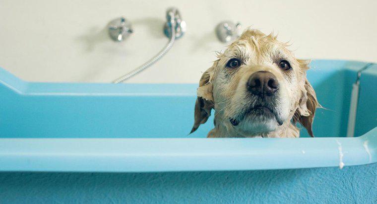 Jak długo po kobiecie pies rodzi poród, czy bezpieczne jest kąpać ją?