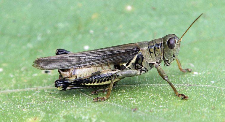 Jaka jest różnica między samcami a samicami Grasshoppers?