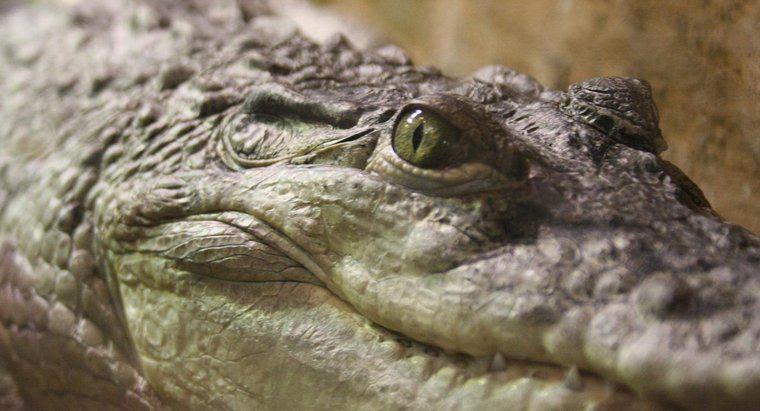 Jak krokodyle trawią swoje jedzenie?