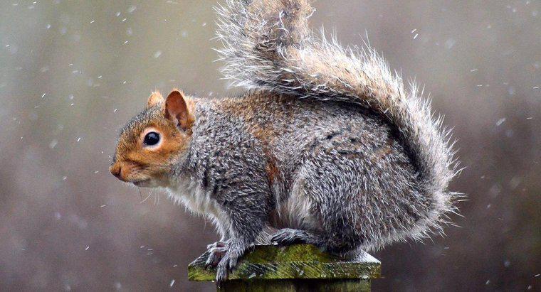Czy wiewiórki są w stanie hibernacji?