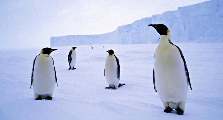 Jak nazywa się grupa pingwinów?