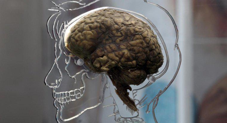 Dlaczego psycholodzy badają mózg i układ nerwowy?