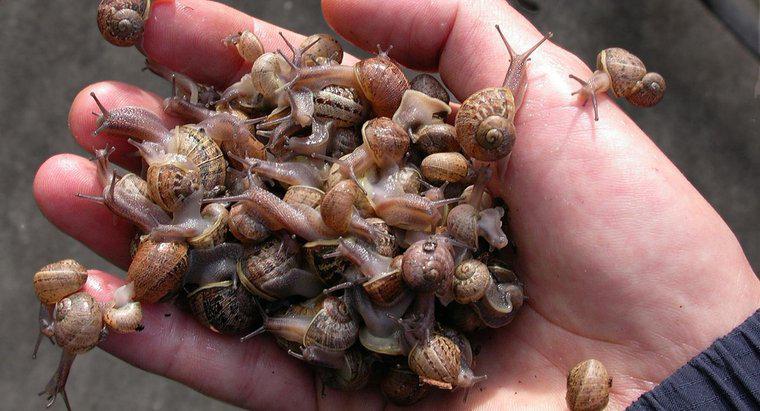 Jak nazywa się grupę ślimaków?