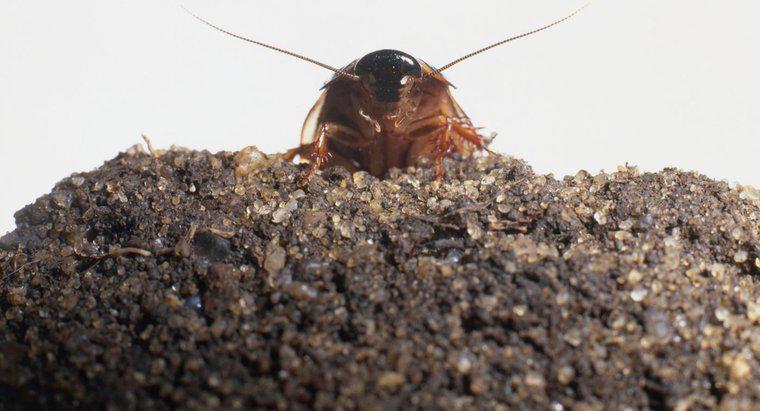 Jak wyglądają karaluchy?