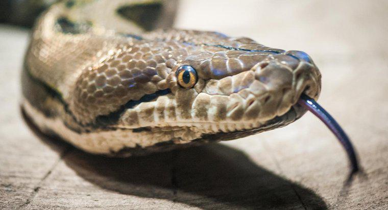 Jakie są niektóre z drapieżników węży?