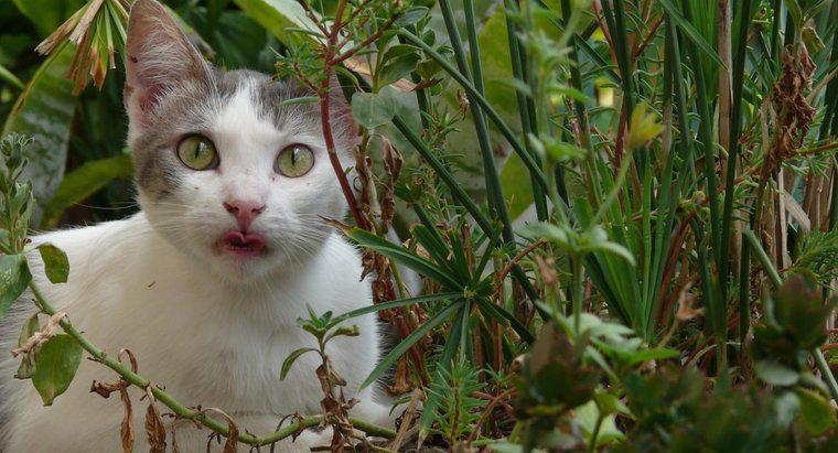 Jak zachować koty w ogrodzie?