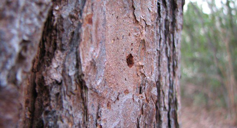 W jaki sposób są wyleczone drzewa z uszkodzeniem kory?