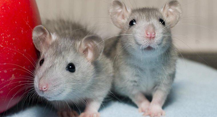 Co szczury jedzą?