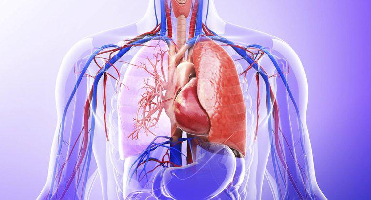 Jaką rolę pełnią płuca w systemie wydalniczym?