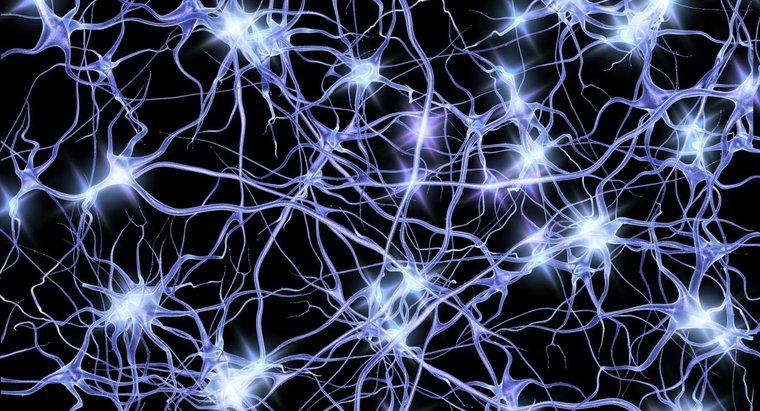 Jaka jest przestrzeń między neuronem a mięśniem?