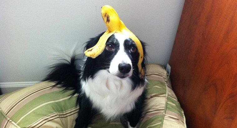 Czy psy mogą jeść banany?