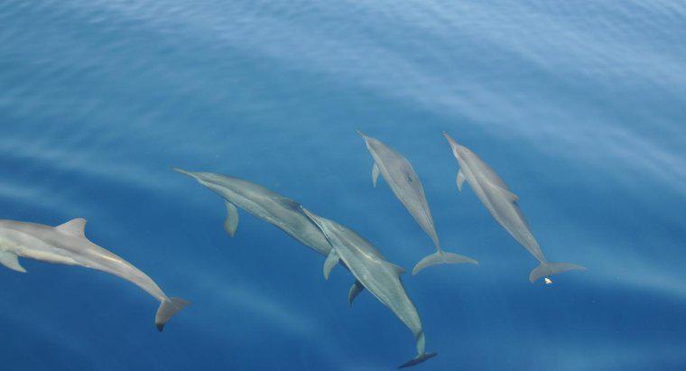 Co to jest habitat Dolphina?