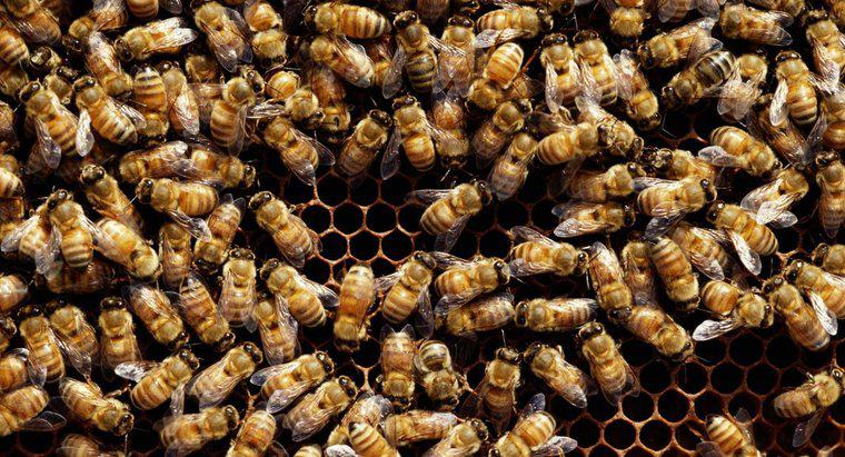 Jak usunąć pszczoły z mojego stoczni?