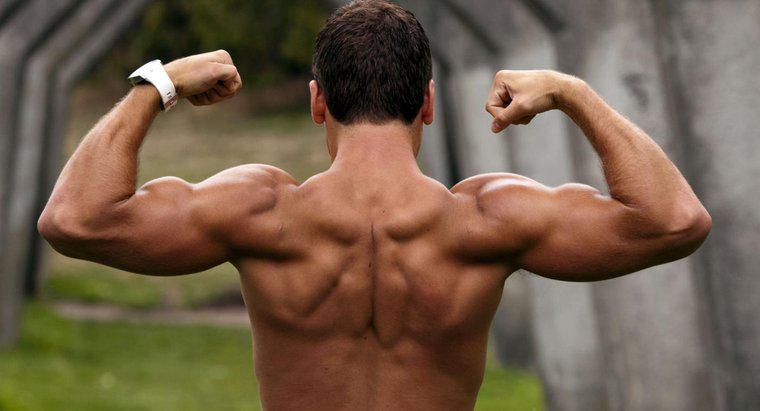 Ile mięśni znajduje się w ramieniu człowieka?