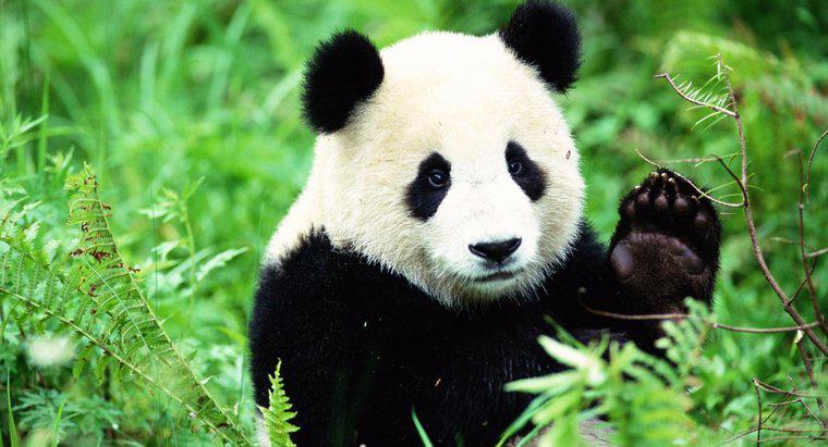 Panda Habitats in the Wild