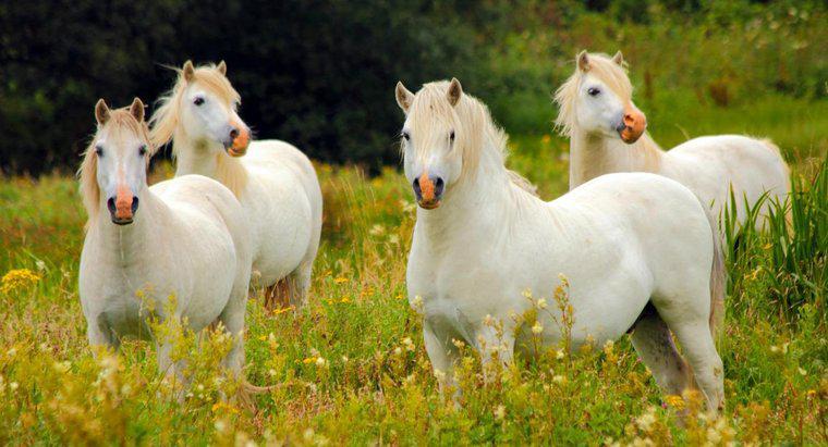 Jak nazywa się grupę koni?