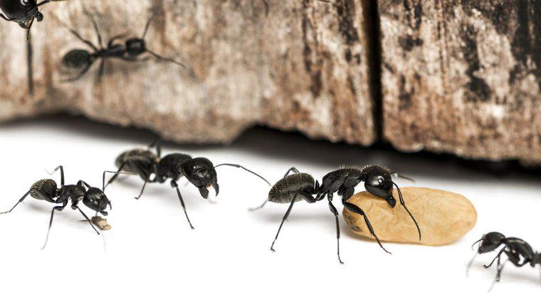 Jakie są wspólne sposoby zabijania mrówek Carpentera?