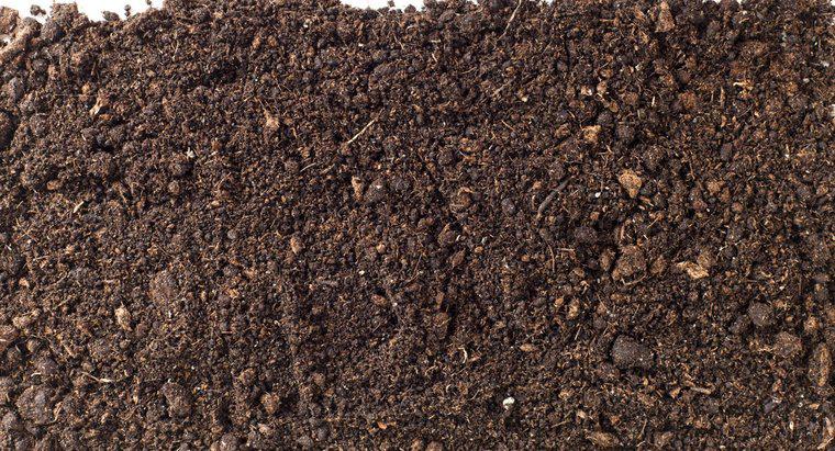 Co powoduje glebę doniczkową w uprawie pleśni?