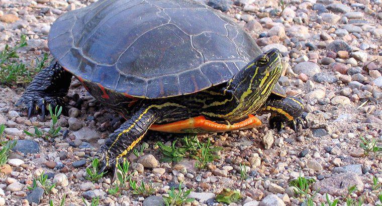 Jak długo żyją malowane żółwie?
