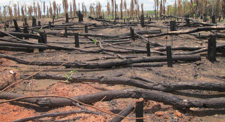 Dlaczego Amazon Rain Forest jest w niebezpieczeństwie?