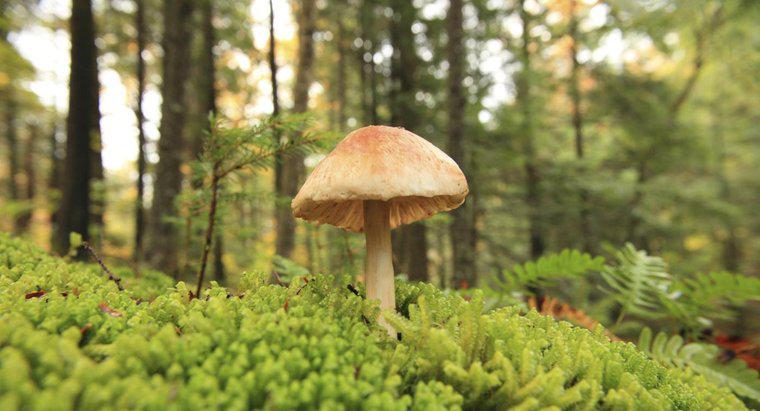 Jakie jest ekonomiczne znaczenie grzybów?