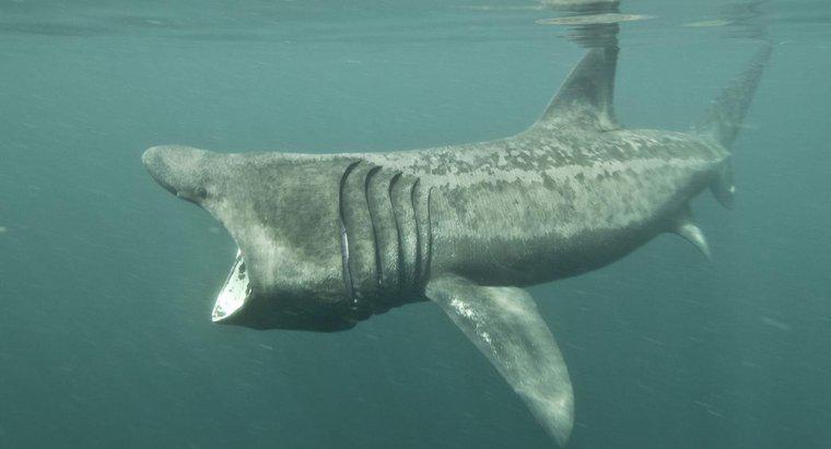 Jak duże jest usta Basking Shark?